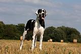DOGUE ALLEMAND 292